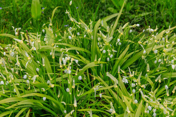 Obraz premium Few-flowered garlic or few-flowered leek (Allium paradoxum), species of wild onion
