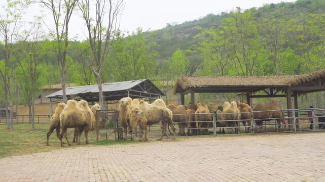 Real footage of wild camels in their natural habitat