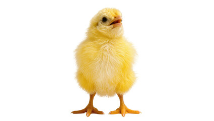 Isolated cute fluffy yellow baby chick standing upright, an adorable and charming young domestic...