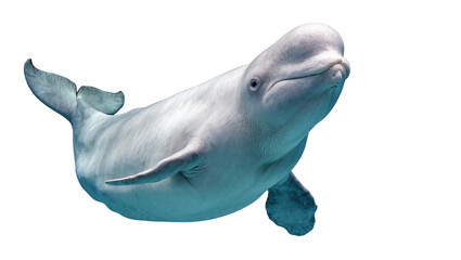Isolated smiling beluga whale swimming gracefully underwater, a majestic arctic mammal © Marigold