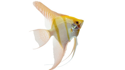 Isolated exotic yellow angelfish with elegant striped body and long flowing fins swimming