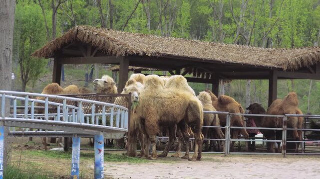 Real footage of wild camels in their natural habitat