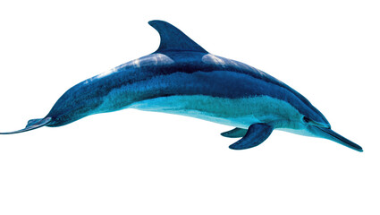 Isolated beautiful blue dolphin gracefully swimming or leaping in a dynamic powerful pose © Marigold