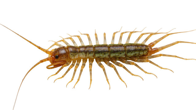 Isolated brown and green centipede myriapod with long antennae and multiple pairs of legs