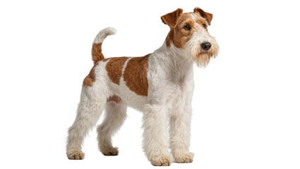 Isolated Wire Fox Terrier dog standing proudly, a charming companion with a fluffy beard