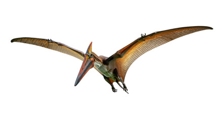 Isolated flying pterodactyl, ancient prehistoric reptile with a large wingspan, dynamic action shot © Marigold