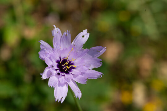 Catananche