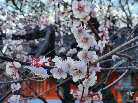 Plum blossoms blooming at Kitano Tenmangu Shrine in Kyoto Japan