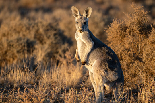 A kangaroo stands alert in dry golden scrubland in warm light