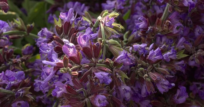 Freshly harvested common sage  (Salvia officinalis) flowers in the studio. Close-up view. Zoom in while rotating. 