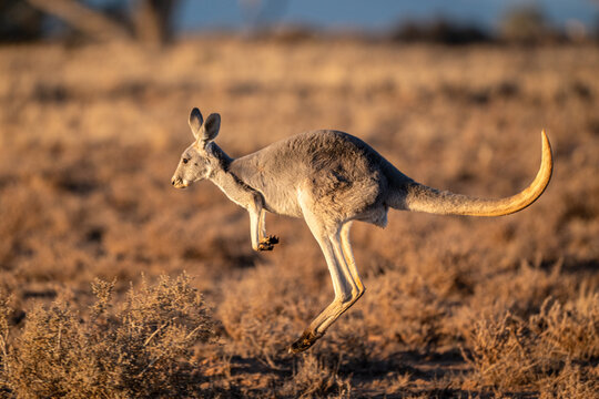 A kangaroo leaps mid-air through dry outback scrubland in warm golden light