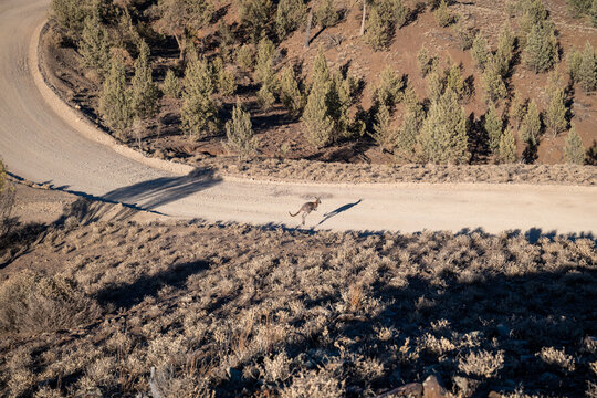 A kangaroo bounds along a winding outback dirt road surrounded by cypress pines from above