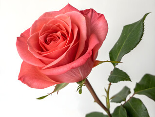 Fototapeta premium Pink rose flower isolated with real transparent background for elegant decor