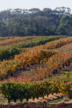 rows or autumnal cherry trees with gum trees in background