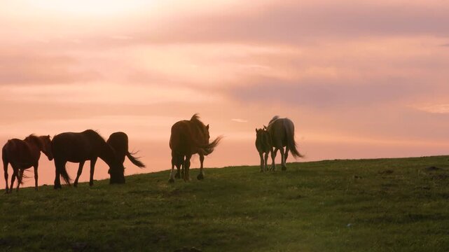 Real footage of horses grazing under the sunset