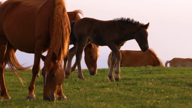 Real footage of horses grazing under the sunset
