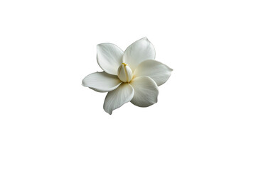 Fototapeta premium White gardenia flower, a symbol of purity, beauty, and nature, with its soft petals blooming on a transparent background