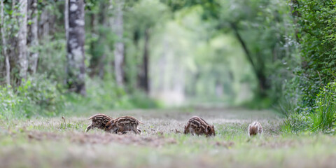 Two young male striped piglet wild boars playing to fight while the others search for food in a forest alley. Sus scrofa, Sologne, Loiret 45, r&eacute;gion Centre Val de Loire, France, European Union, Europe