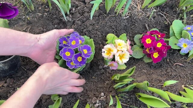 Woman plants blue primrose flower into garden flower bed soil closeup