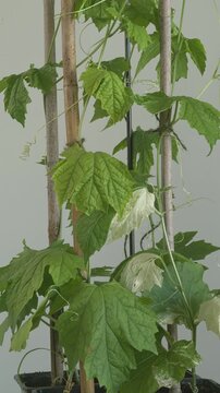 Seedlings of bitter melon (Momordica charantia), ready to be planted in the garden. Table spin, vertical video.