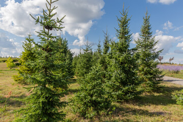 Obraz premium Young spruces growing on a meadow in sunny day