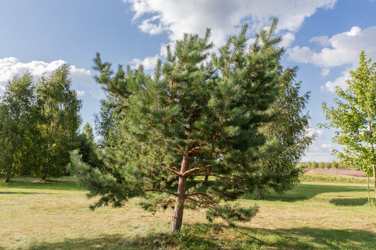 Pine with cut top growing on a meadow in park