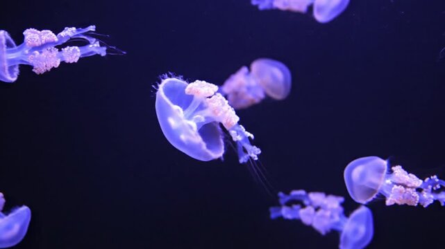 Purple upside-down jellyfish swimming in dark blue aquarium water