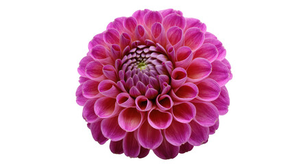 Isolated vibrant pink purple dahlia flower with intricate spiral petals, stunning blooming botany. © Isadora