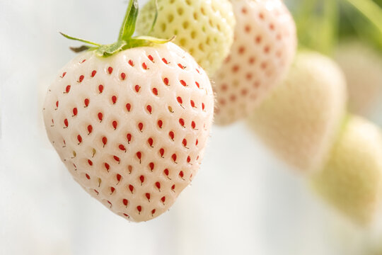 Premium Japanese Awayuki white strawberry pineberry closeup growing in hydroponic greenhouse farm, ripe white strawberry with red seeds hanging on plant in organic  farm with copy space