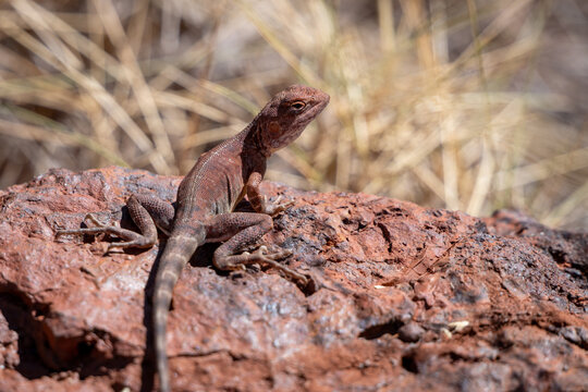 A small dragon lizard perches alertly on red rock with dry grass in the soft-focus background