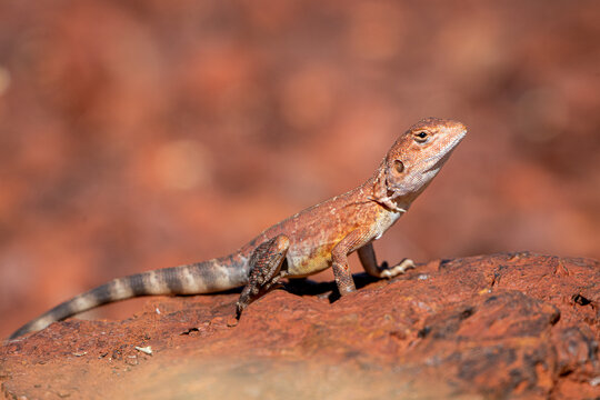 A close-up dragon lizard basking on a red rock with a warm bokeh background