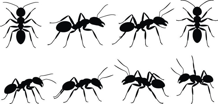 Ant, insect, silhouette, set, black, isolated, vector, ant colony, ant illustration, bug, nature, macro, wildlife, clipart, collection