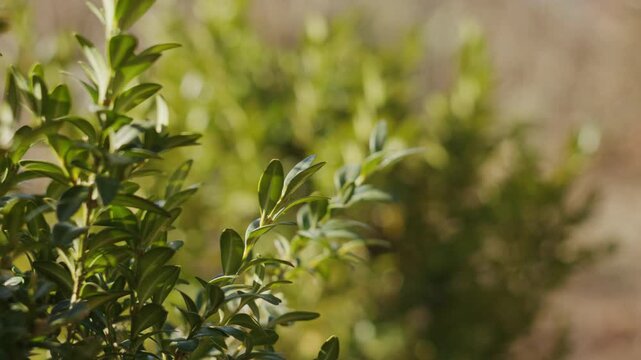 Close-up of boxwood shrubs with small fresh green leaves, gently lit by soft natural light. Blurred background, early spring atmosphere, shallow depth of field.