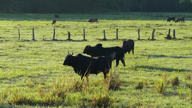 Several zebu bulls grazing and walking on a large green farm pasture. Lush landscape with domestic animals in the morning sunlight