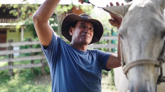 Senior Latin male farmer wearing a hat and grooming a white horse. The stableman is trimming the animal's ear hair with scissors