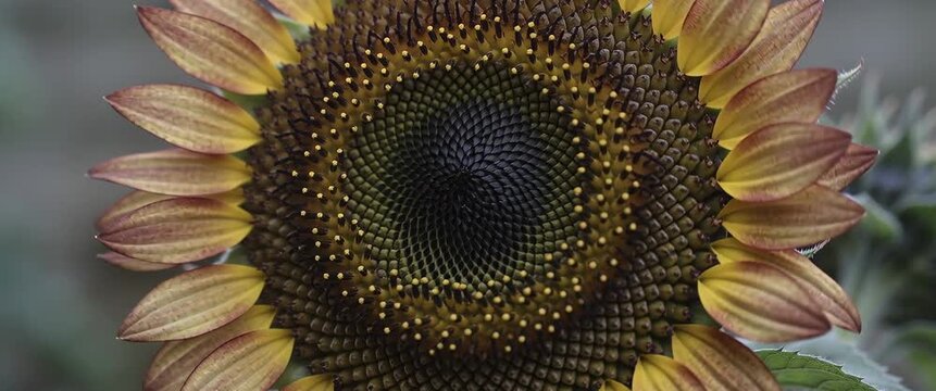 Sustainable Agriculture Concept Close-Up Of Sunflower Head Symbolizing Growth And Resilience In Farming Practices.