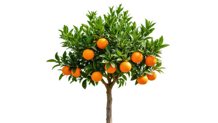 Isolated lush green orange tree with many bright ripe citrus fruits ready for harvest © Ines