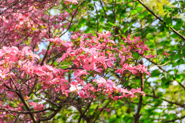 Obraz premium Pink flowering dogwood or American dogwood (Cornus florida) with beautiful flowers in spring