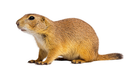Isolated cute furry brown prairie dog standing in profile, an adorable rodent mammal.