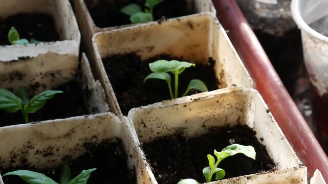 Small green seedlings growing in square plastic containers. Young sprouts emerging from soil in pots. Gardening activity, nature study and plant growth concept.
