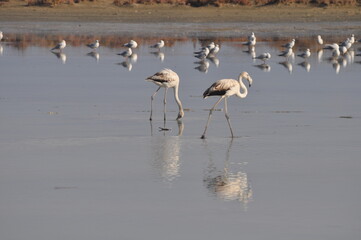 The bird Flamingo in the natural environment in Lady's Mile Limassol