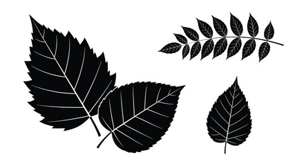 Obraz premium Black leaf silhouettes on for design and decoration purposes vector illustration