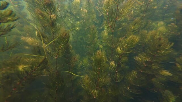 low visibility nutrient rich muddy water biotope, hornwort aquatic vegetation, marsh plant grow submerged, green algae bloom, organic particle, freshwater pond aquascape, fishing ground, mental relax