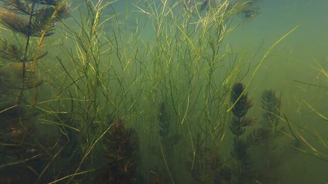 low visibility biotope, hornwort aquatic vegetation, marsh plant grow submerged, green algae bloom, organic particle nutrient rich muddy water, freshwater pond aquascape, fishing ground, mental relax