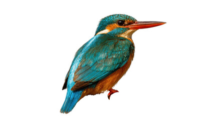 Fototapeta premium Isolated colorful common kingfisher bird with vibrant iridescent blue and orange feathers