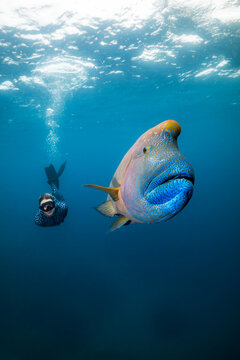 Woman freediving with a humphead wrasse on the Great Barrier Reef