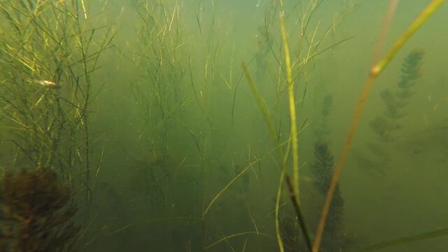 low visibility biotope, hornwort aquatic plant vegetation, green algae bloom, organic nutrient rich muddy water, freshwater pond aquascape, silt substrate, freshwater fishing ground, mental relax