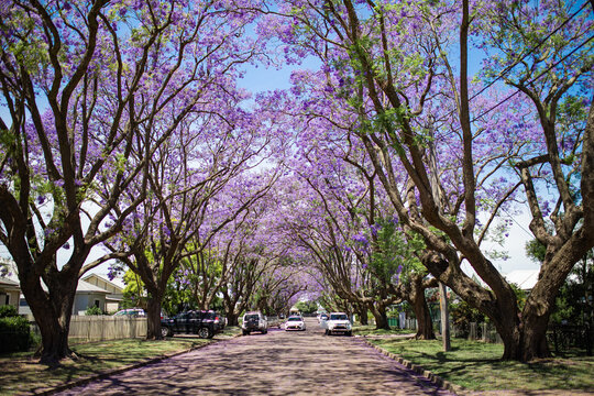 A car with L Plates travelling down suburban street lined with Jacaranda trees