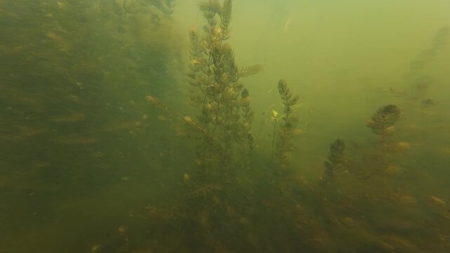 green microalgae bloom, hornwort aquatic plant in freshwater pond, bulrush sprout vegetation, organic silt substrate, low visible muddy water, freshwater fishing ground biotope, environment explore