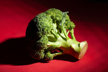 one broccoli on red background